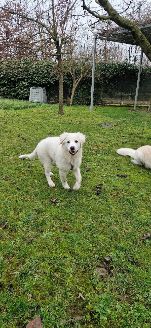 HELLEN CUCCIOLA MAREMMANA DI 4 MESI Foto 2